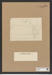 Diatomeae indet. Zeichnungen Sammlung Grunow Nr. 8214 (NHMW-BOT-W0377598)